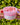 Pink Drink