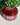 Special Gummy